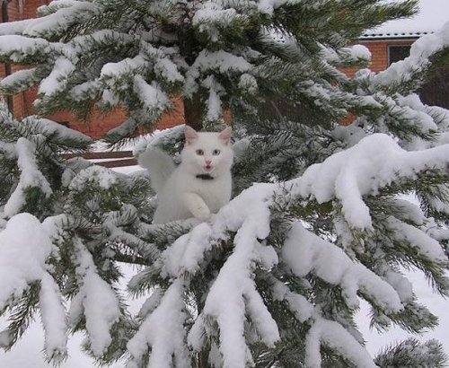 Кошки играют в снежную погоду (16 фото)