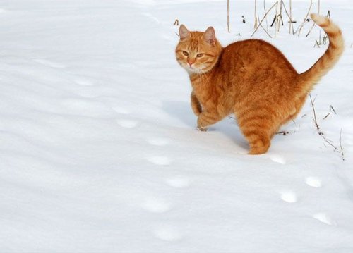 Кошки играют в снежную погоду (16 фото)